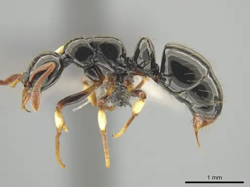 Thaumatomyrmex ferox - CASENT0649093