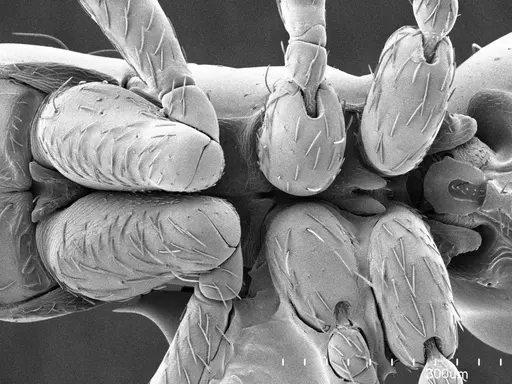 Thaumatomyrmex fraxini specimen