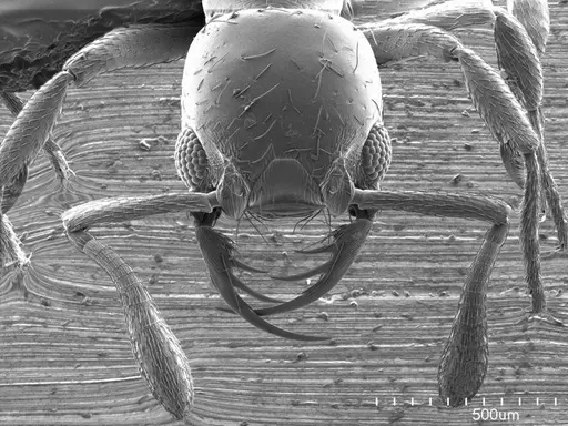 Thaumatomyrmex fraxini specimen