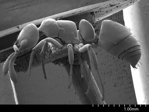 Thaumatomyrmex fraxini specimen