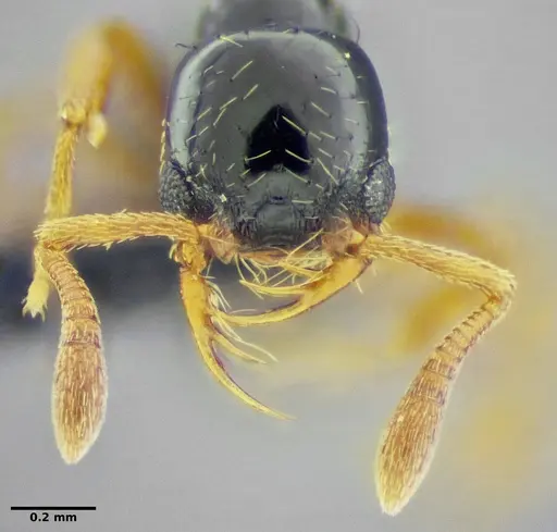 Thaumatomyrmex fraxini - UFV-LABECOL-008565