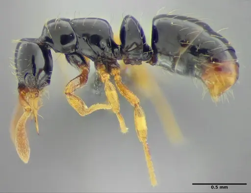 Thaumatomyrmex fraxini - UFV-LABECOL-008565