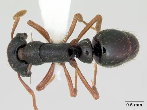 Thaumatomyrmex mandibularis specimen