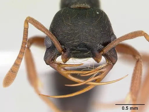 Thaumatomyrmex mandibularis specimen