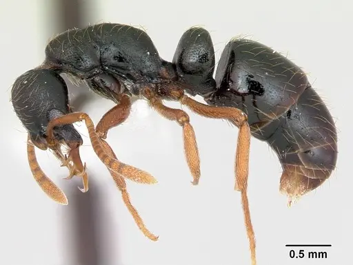 Thaumatomyrmex mandibularis specimen