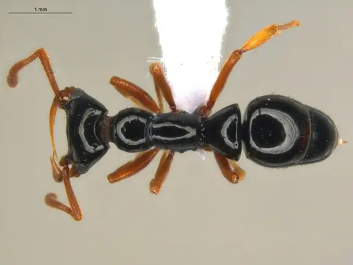 Thaumatomyrmex manni specimen