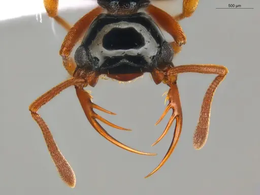 Thaumatomyrmex manni specimen