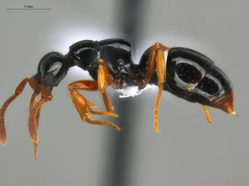 Thaumatomyrmex manni specimen