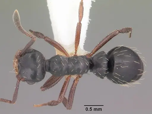 Thaumatomyrmex mutilatus specimen