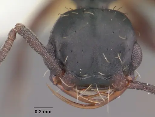 Thaumatomyrmex mutilatus specimen