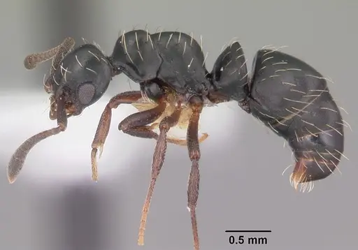 Thaumatomyrmex mutilatus specimen