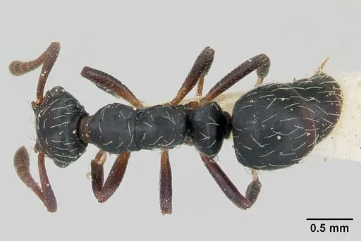 Thaumatomyrmex mutilatus - CASENT0173034