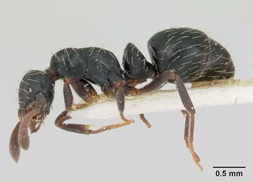 Thaumatomyrmex mutilatus - CASENT0173034