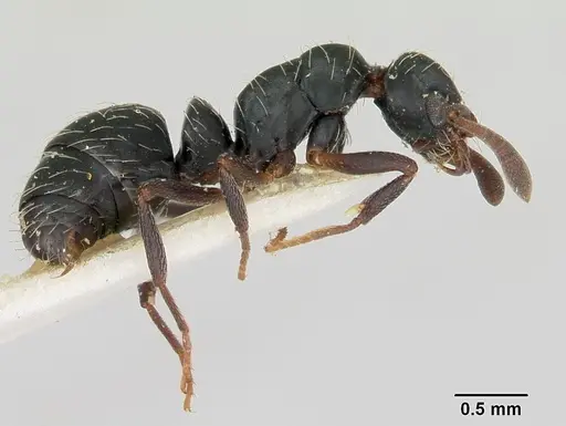 Thaumatomyrmex mutilatus - CASENT0173034