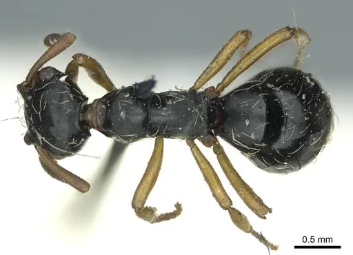 Thaumatomyrmex mutilatus - CASENT0915903