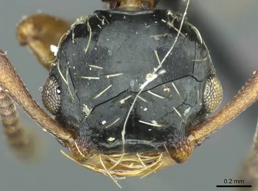 Thaumatomyrmex mutilatus - CASENT0915903