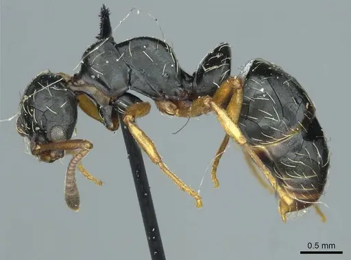 Thaumatomyrmex mutilatus - CASENT0915903