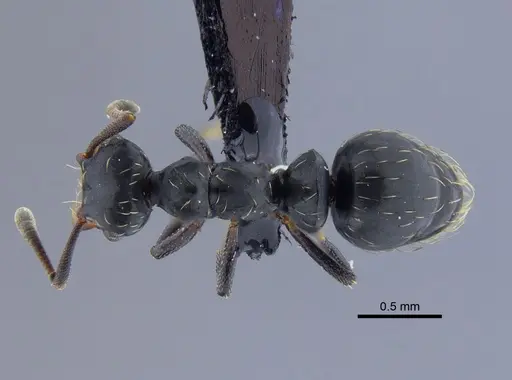 Thaumatomyrmex mutilatus - CBUMAGENT41752
