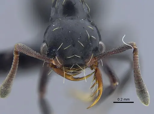 Thaumatomyrmex mutilatus - CBUMAGENT41752