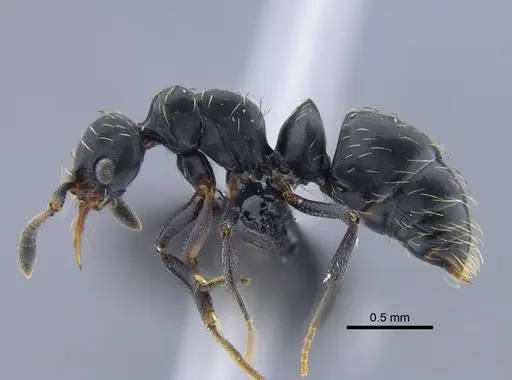 Thaumatomyrmex mutilatus - CBUMAGENT41752