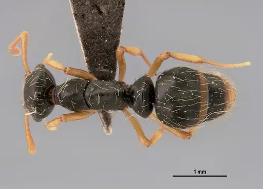 Thaumatomyrmex mutilatus - LABSEI