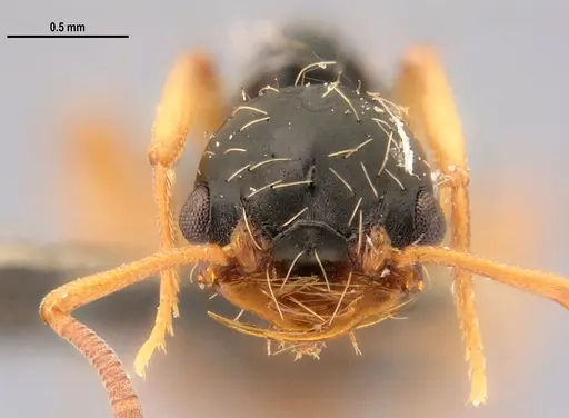 Thaumatomyrmex mutilatus - LABSEI