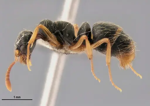 Thaumatomyrmex mutilatus - LABSEI
