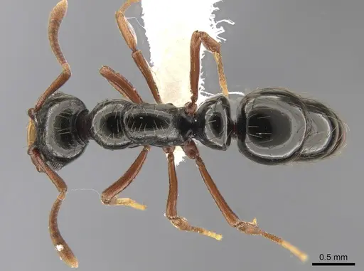 Thaumatomyrmex nageli specimen