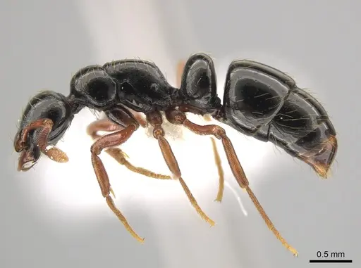 Thaumatomyrmex nageli specimen