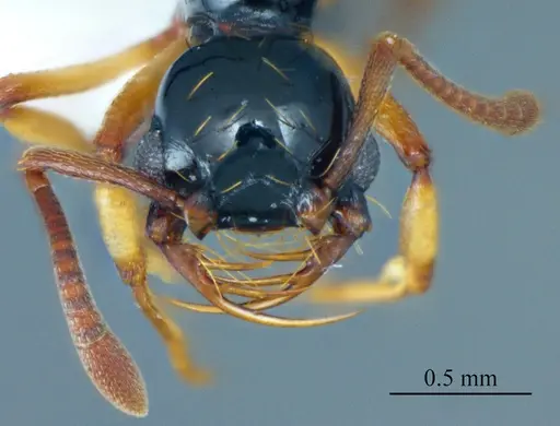 Thaumatomyrmex zeteki specimen