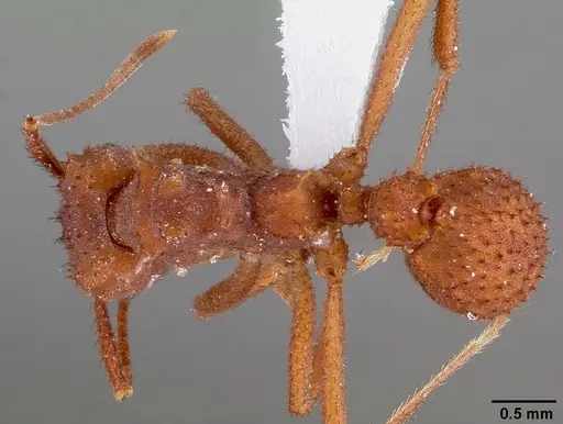 Trachymyrmex arizonensis specimen
