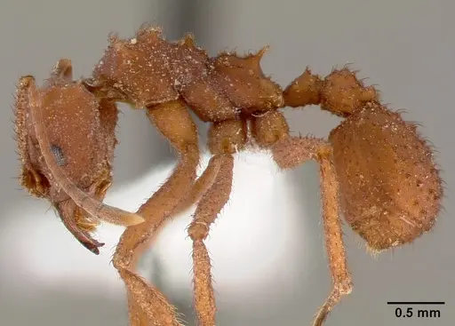 Trachymyrmex arizonensis - CASENT0000359