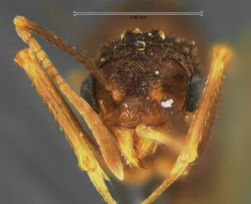 Trachymyrmex arizonensis - CASENT0105667