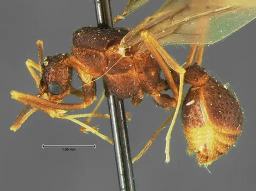 Trachymyrmex arizonensis - CASENT0105667