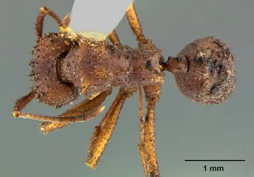 Trachymyrmex arizonensis - CASENT0105872