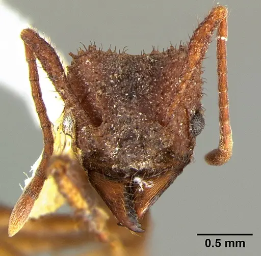 Trachymyrmex arizonensis - CASENT0105872