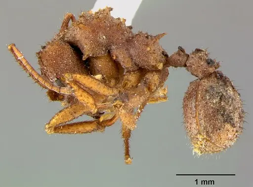 Trachymyrmex arizonensis - CASENT0105872