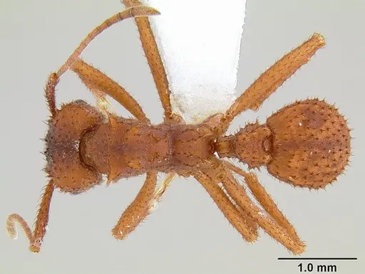 Trachymyrmex arizonensis - CASENT0106047