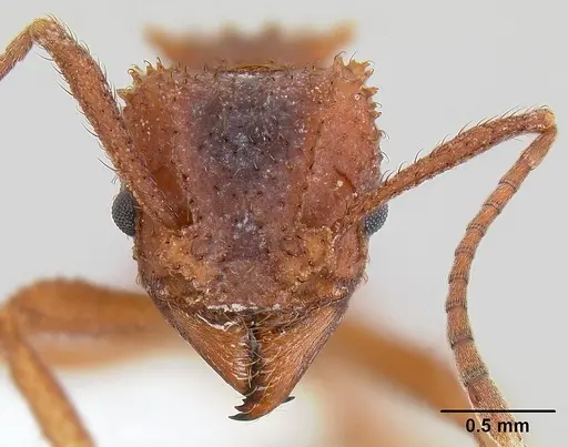 Trachymyrmex arizonensis - CASENT0106047