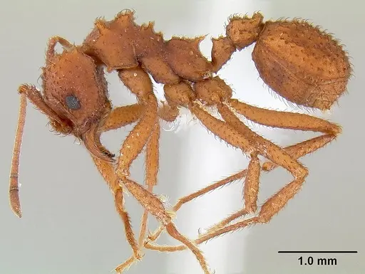 Trachymyrmex arizonensis - CASENT0106047