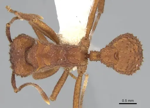 Trachymyrmex arizonensis - CASENT0919967