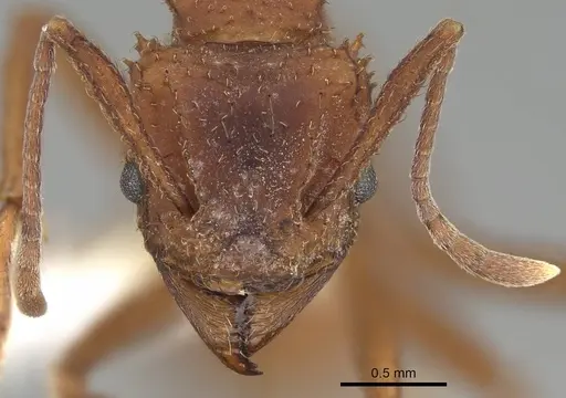 Trachymyrmex arizonensis - CASENT0919967