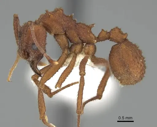 Trachymyrmex arizonensis - CASENT0919967