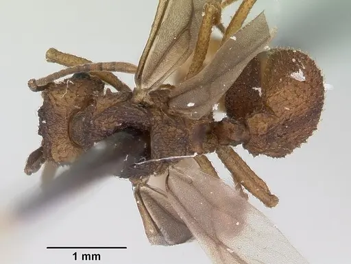 Trachymyrmex carinatus specimen