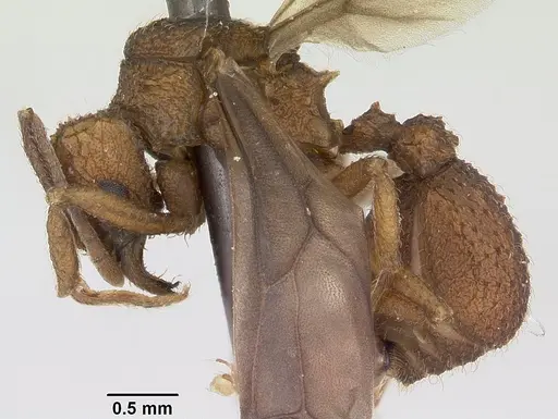 Trachymyrmex carinatus specimen