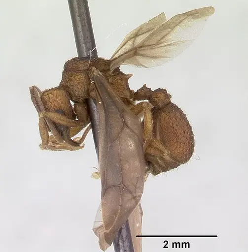 Trachymyrmex carinatus - CASENT0103158
