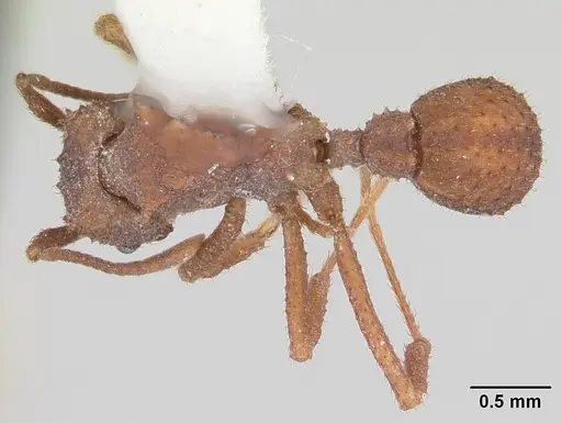 Trachymyrmex carinatus - CASENT0103159