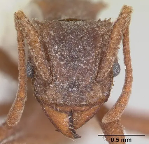 Trachymyrmex carinatus - CASENT0103159