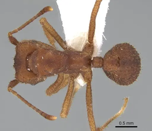 Trachymyrmex carinatus - CASENT0919976