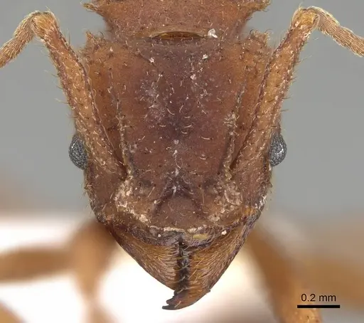 Trachymyrmex carinatus - CASENT0919976